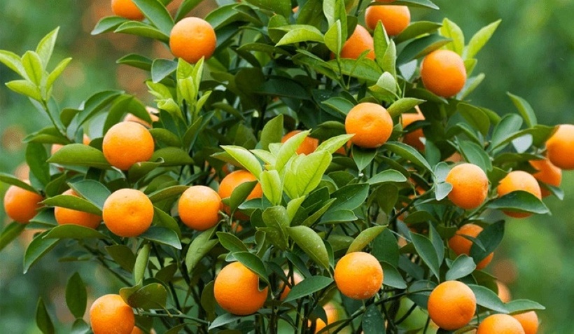 Nguy cơ ngộ độc từ thói quen tận dụng quất cảnh sau Tết làm thực phẩm. Ảnh minh họa.