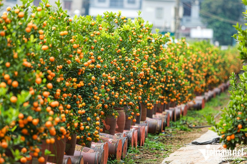Quất cảnh vốn được "tắm" trong vô số loại hóa chất để duy trì vẻ ngoài bắt mắt. Ảnh: Vietnamnet.