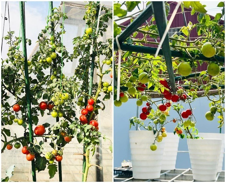 Ban đầu, do chưa có kinh nghiệm nên cây chết khá nhiều. Sau đó, chị đi học hỏi kinh nghiệm từ bạn bè, hiện nay chị đã có vườn rau củ ăn hàng ngày và các loại quả như dưa lưới, dưa bở, cà chua, ớt...