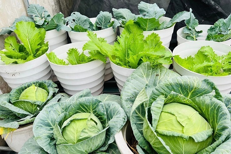Mùa thu thu và mùa đông trồng xà lách, su hào, bắp cải, cải, củ cải, ngô, xúp lơ, đậu cô ve...