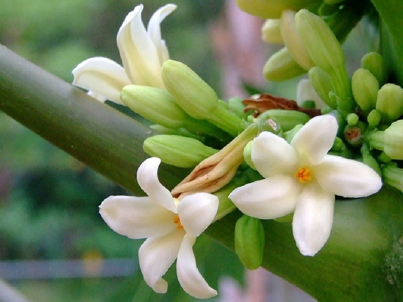 Hoa đu đủ đực giúp người đang giảm cân sẽ kiềm chế được cơn đói và thèm ăn.