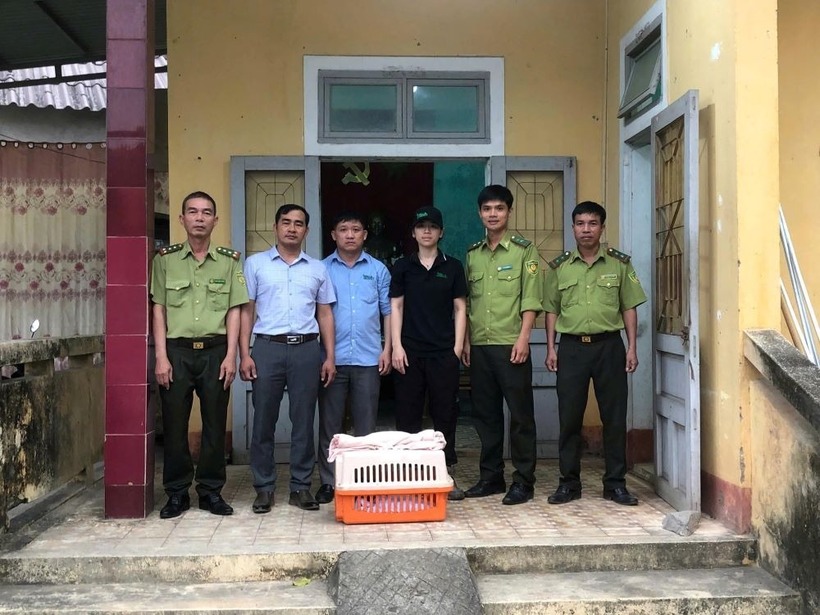 Lực lượng kiểm lâm, UBND xã Đakrông bàn giao cá thể rái cá cho đơn vị cứu hộ. (Ảnh: Lao động)