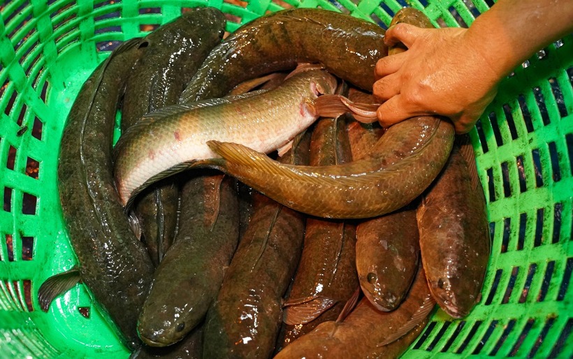Hơn 20 năm qua, phố "cá lóc nướng" TP.HCM trên đường Tân Kỳ Tân Quý luôn nhộn nhịp vào ngày vía Thần Tài (mùng 10 tháng Giêng).
