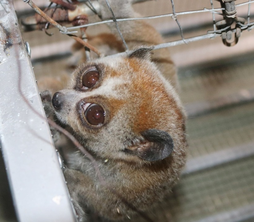 Cu li là động vật hoang dã, không phải thú cưng và không được khuyến khích nuôi, dù là vì mục đích làm cảnh. Ảnh: Dân Việt