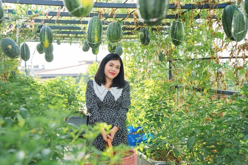 Theo chị Thanh, dưa hấu là loại cây ngắn ngày, chỉ mất khoảng 80 ngày từ khi gieo hạt đến lúc thu hoạch, nên chị thường dành riêng một mùa trong năm để chuyên canh loại quả này trên diện tích sân thượng rộng lớn.