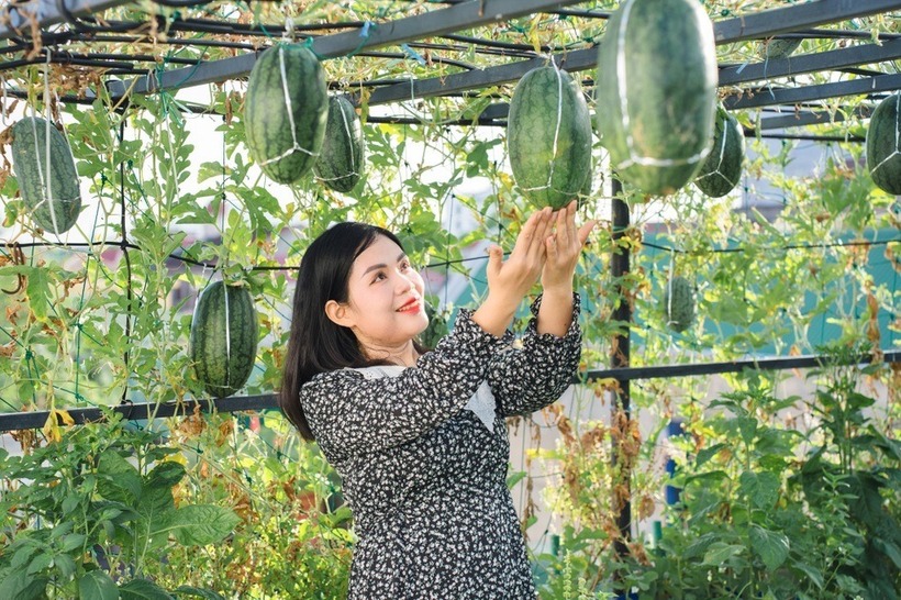 Điểm độc đáo trong phương pháp canh tác của chị Thanh chính là việc biến dưa hấu từ loài thân bò mặt đất thành cây leo giàn. Giải pháp này không chỉ giúp tiết kiệm tối đa không gian mà còn tăng tính thẩm mỹ cho khu vườn. Khi quả đạt trọng lượng khoảng 0,5kg, chị khéo léo gác dưa lên giàn và lót thêm lá khô để tránh hơi nóng từ giàn sắt.