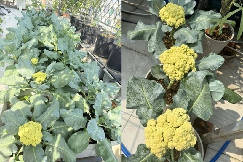 Với diện tích khoảng 100m2, khu vườn trên cao được chị bài trí khoa học khi chia thành hai khu vực riêng biệt. Một phần diện tích dành cho các loại rau ăn lá, phần còn lại được ưu tiên để canh tác dưa lưới, bầu bí và cà chua. Cách phân bổ này không chỉ tạo nên tính thẩm mỹ cho không gian mà còn giúp đáp ứng đúng đặc tính sinh trưởng của từng loại cây.
