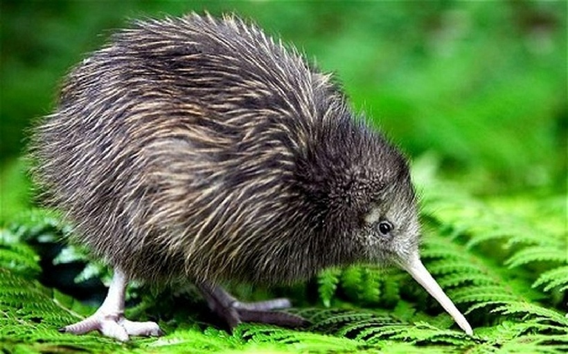 Hiện còn khoảng 68.000 chú chim kiwi ở New Zealand.
