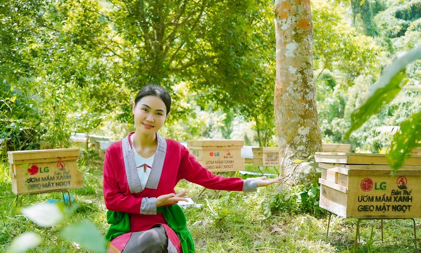 Mô hình của Linh đang nuôi hàng trăm đàn ong dưới tán rừng.