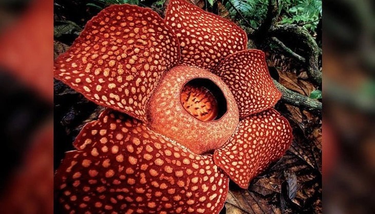 Rafflesia arnoldii nổi tiếng trong giới thực vật không chỉ bởi mùi hương đặc trưng mà còn vì cấu trúc sinh học khác biệt hoàn toàn với các loài hoa thông thường.