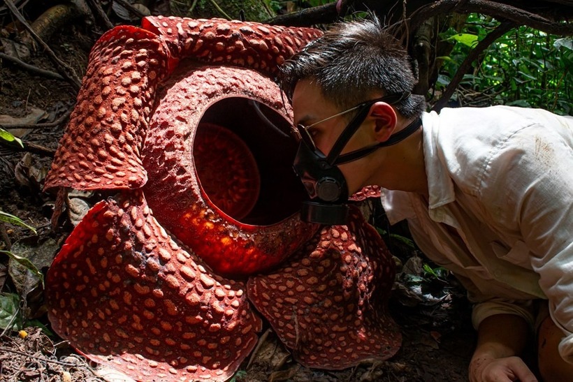 Vẻ đẹp của loài hoa này không nằm ở sự thanh tao, mà nằm chính ở sự khác biệt độc đáo và đầy cuốn hút mà nó mang lại cho hệ sinh thái rừng nhiệt đới.
