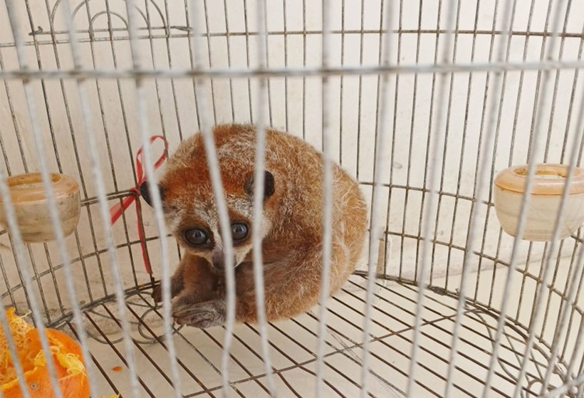Cu li quý hiếm. (Ảnh: Báo Gia Lai)
