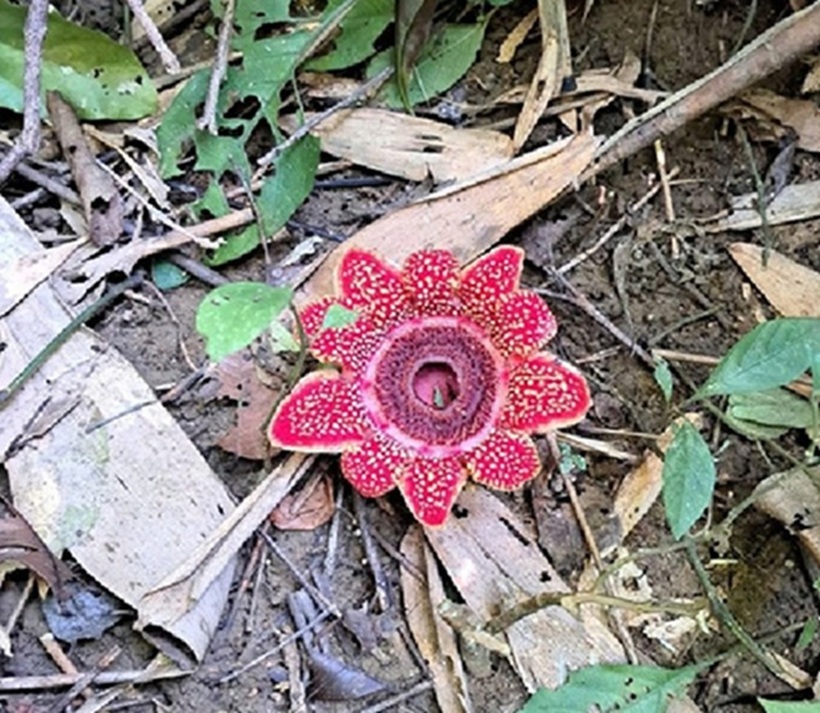 Loài địa nhãn Himalaya có cấu trúc hoa lớn màu đỏ thẫm và các đốm vàng nhạt phân bố trên bề mặt. Ảnh: Vườn quốc gia Phong Nha - Kẻ Bàng