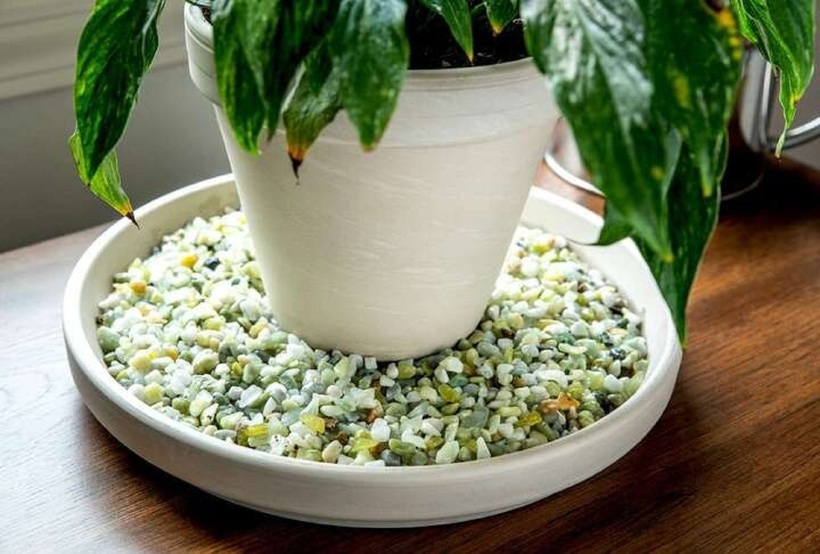 Nên đặt cây ở vị trí nhận được nhiều ánh sáng hơn vào mùa đông.