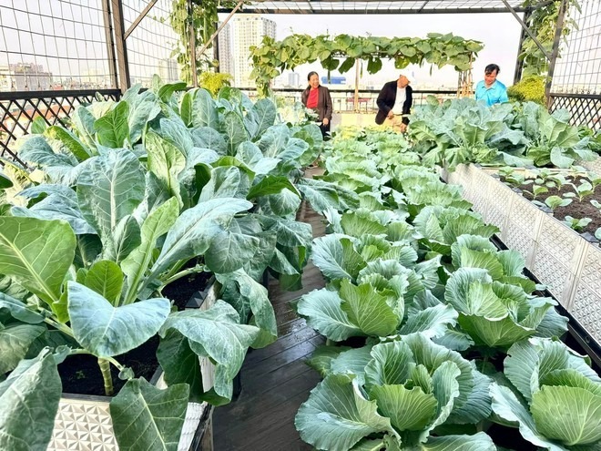Vấn đề nan giải nhất chính là đất trồng. Sau vụ đầu chi bộn tiền mua đất trộn sẵn nhưng hiệu quả không như ý do lượng đất thịt quá ít, vợ chồng cô lại lặn lội tìm mua đất thịt sông Hồng rồi tự tay vận chuyển lên tầng cao để phối trộn theo công thức riêng.