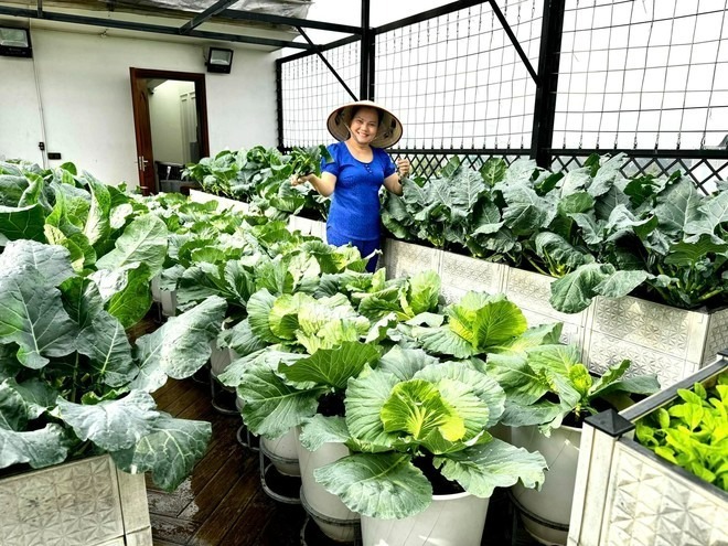 Có những giai đoạn vườn bị dịch bệnh tấn công, dù xót xa nhưng cô vẫn quyết định dọn sạch toàn bộ để xử lý lại đất bằng các phương pháp thủ công như phơi nắng, dùng nước thuốc lào diệt bọ hay ủ vôi.