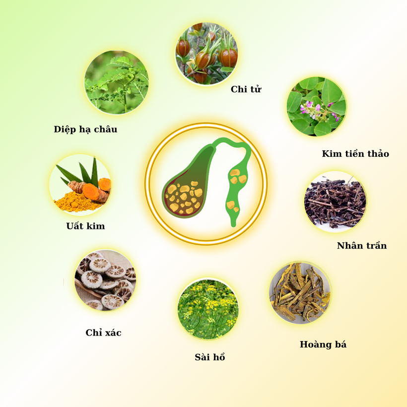 8 thảo dược hỗ trợ bài sỏi mật