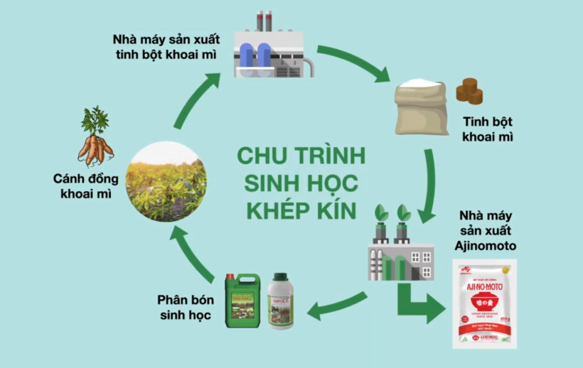 Chu trình sinh học khép kín trong quá trình sản xuất bột ngọt AJI-NO-MOTO®.