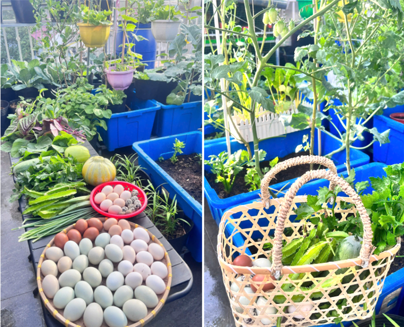 Điểm độc đáo nhất trong mô hình của chị Hậu chính là khu vực chăn nuôi với chiếc chuồng gà thiết kế kiểu "chung cư 3 tầng". Hiện tại, chị đang duy trì đàn gia cầm quy mô gần 100 con, bao gồm gà rutin, gà giống Ai Cập, gà Mông đen và chim cút.