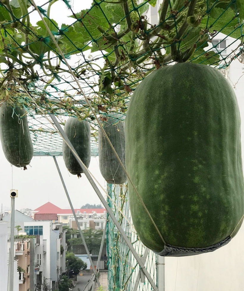 Khu vườn của gia đình anh Liêm nổi tiếng với những loại nông sản có kích thước ấn tượng, tiêu biểu là giống bí đao cho quả nặng hơn 10kg, thậm chí có quả đạt kỷ lục lên đến 34kg. Dù quả to thường có vị nhạt nên chủ yếu được dùng để nấu nước mát hoặc làm mứt, nhưng anh vẫn duy trì trồng nhiều loại cây độc đáo khác như khổ qua trắng quả to bằng chai nhựa 1,5 lít, bầu hồ lô "khủng", cải kale và sung Mỹ.