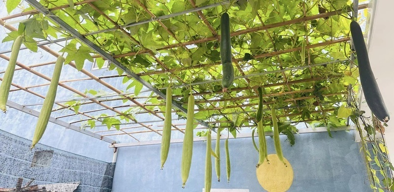 Để tiết kiệm chi phí và thỏa sức sáng tạo theo sở thích, chị Ngọc tận dụng các vật dụng cũ như thùng xốp, thùng sơn và chậu cây cảnh, đồng thời gom đất đã qua sử dụng để tái chế.