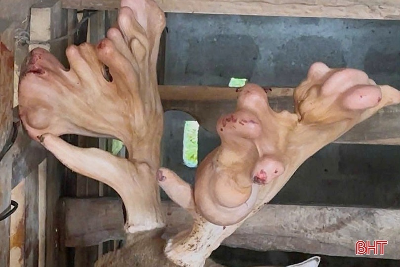 Cận cảnh cặp nhung hươu nặng hơn 5,4 kg. Ảnh: Báo Hà Tĩnh