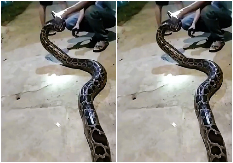 Trăn gấm nặng gần 16kg bò vào khu dân cư phường An Khê, Đà Nẵng tối 17/3. Ảnh: Lao động