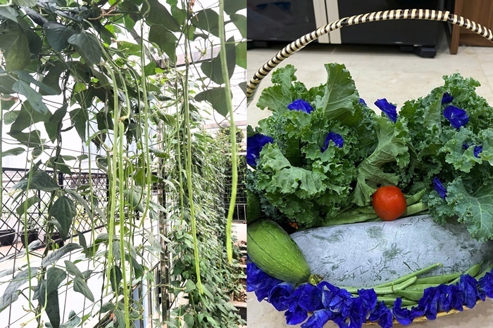 Cấu trúc khu vườn được phân chia khoa học bao gồm khu vực thư giãn có mái che kính, treo lan và đặt bàn ghế đá để cả gia đình quây quần. Kế đó là thảm cỏ nhung xanh mướt kết hợp với hoa cảnh, dẫn lối đến khu vực thâm canh rau củ với 8 ô rau ăn lá và các ô dài dành cho cây lấy quả cùng hệ thống giàn leo vững chãi.