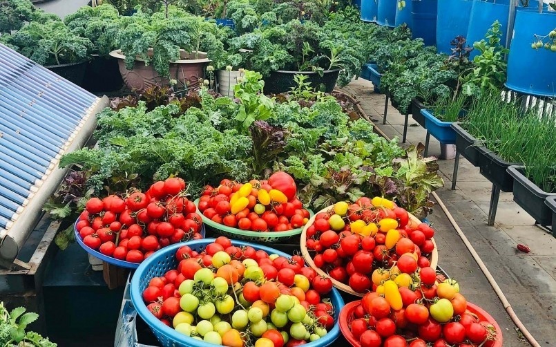 Nhìn vườn rau trên cao luôn gọn gàng, sạch sẽ và tươi xanh, chị cảm thấy vô cùng hài lòng với nỗ lực vác đất bắt sâu suốt nhiều năm qua, đồng thời luôn sẵn lòng chia sẻ bí quyết cho những người có cùng đam mê.