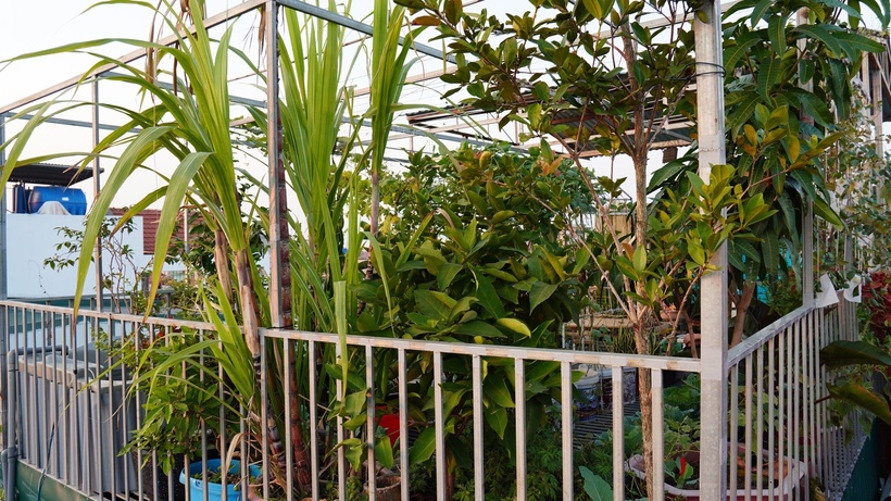 Tại khu vườn sân thượng, anh Ngọc phân chia thành hai khu vực rõ ràng để tạo nên một hệ sinh thái nhỏ khép kín. Trong đó, 30m2 dành cho trồng trọt và 20m2 còn lại dành cho việc chăn nuôi. Hiện nay, khu vườn sở hữu hơn 20 giống rau trái như cà chua, củ cải, đậu đũa, mướp đắng, dưa chuột và các loại rau cải.