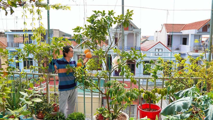 Ngoài ra, vì đặc thù môi trường trên cao nhiều gió và nhiệt độ biến động, anh đã khéo léo bố trí các cây lâu năm ở vị trí chắn gió, tạo môi trường ổn định cho các loại rau phía dưới.