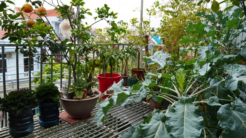 Dù gặt hái được nhiều thành quả, anh Ngọc thừa nhận việc làm vườn trên cao gặp không ít khó khăn. Do sinh sống tại khu đô thị, anh phải di chuyển quãng đường 10km để tìm nguồn đất tốt, sau đó kỳ công vận chuyển và xử lý kỹ trước khi trồng. Công đoạn làm đất trộn và ủ phân hữu cơ từ rác nhà bếp được anh đánh giá là tốn nhiều công sức nhất nhưng lại đóng vai trò quan trọng để cây phát triển bền vững.