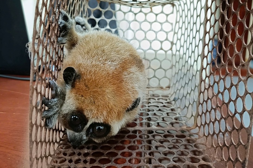 Cá thể Culi trọng lượng khoảng 0,5kg. Ảnh: Công an tỉnh Lâm Đồng.