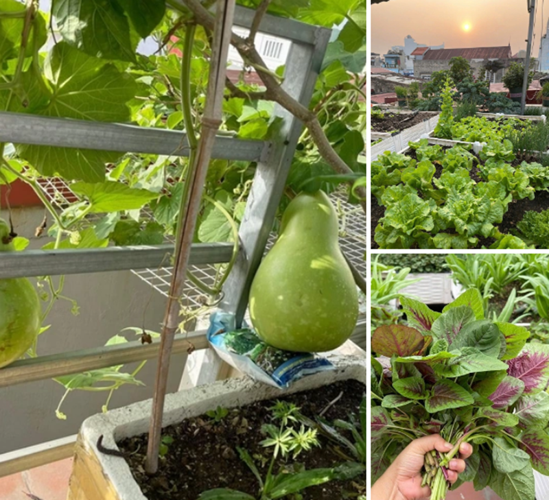 Bên cạnh giá trị về thực phẩm, khu vườn còn đóng vai trò như một "máy điều hòa tự nhiên" cho ngôi nhà. Từ khi tháo dỡ các tấm chống nóng để làm vườn, chị Thơm nhận thấy nhiệt độ trong nhà giảm đáng kể, đặc biệt là trong những ngày hè oi ả. Khoảng sân thượng giờ đây là nơi chị thư giãn, tưới cây và hái rau mỗi sớm chiều, mang lại cảm giác bình yên như đang ở giữa một khu rừng nhỏ giữa lòng phố thị.