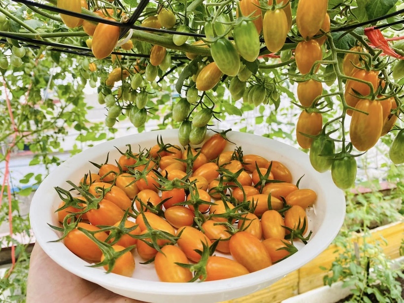 Thay vì phụ thuộc vào phân bón vô cơ, chị tự tạo nguồn dinh dưỡng cho đất bằng cách tận dụng phế phẩm nhà bếp và phế phẩm từ chợ như đầu cá, vỏ tôm, vỏ trứng hay bã trái cây. Các nguyên liệu này được ủ cùng xơ dừa, trấu hun và men vi sinh, tạo nên loại phân bón giàu dưỡng chất, tơi xốp và đặc biệt là không gây mùi khó chịu cho môi trường xung quanh.