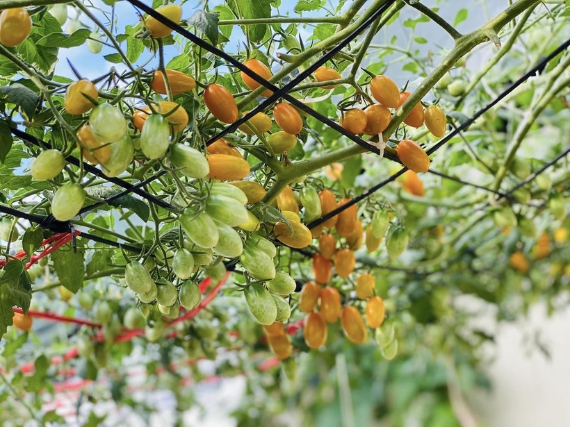 Quan điểm làm vườn của chị Thơm rất rõ ràng là ưu tiên sức khỏe của đất để cây trồng tự có sức đề kháng. Chị chia sẻ rằng khi đất tốt, cây sẽ khỏe mạnh và ít bị sâu bệnh tấn công. Trong trường hợp cây bị bệnh hoặc gặp rệp do yếu tố thời tiết, chị chọn cách nhổ bỏ để trồng lại thay vì sử dụng thuốc bảo vệ thực vật hóa học.