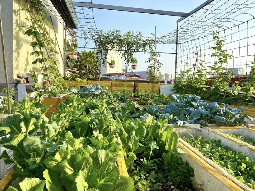 Chị vẫn nhớ như in giai đoạn dịch Covid-19, khu vườn chính là "cứu cánh" cả về thực phẩm lẫn tinh thần cho gia đình trong những ngày cách ly. Không gian này không chỉ là nơi vận động cho trẻ nhỏ mà còn là góc nhỏ để người lớn tìm thấy sự khoan khoái, nhẹ nhàng sau những giờ làm việc căng thẳng.