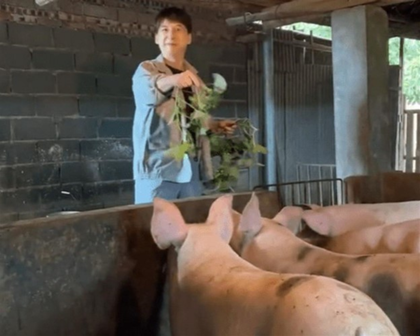 Tào Vinh rời làng giải trí về quê chăn lợn.