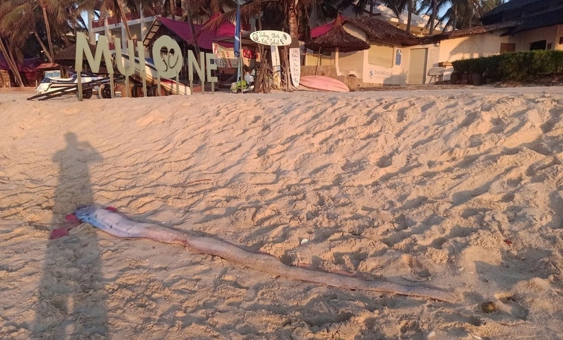 Sáng 24/3, tại bờ biển trước một resort ở phường Mũi Né, tỉnh Lâm Đồng, người dân tiếp tục phát hiện thêm một cá mái chèo dài khoảng 2m. (Ảnh: Dân Việt)