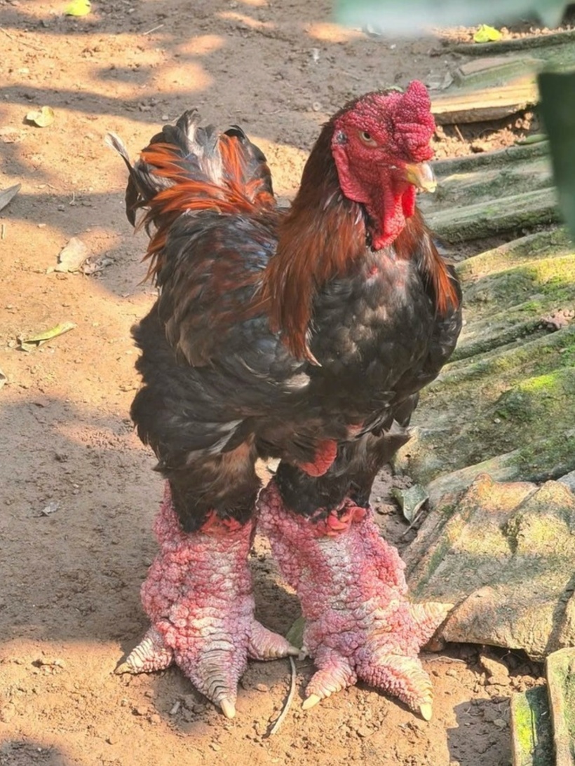 Gà đông tảo nếu sở hữu tướng mạo oai phong và đôi chân khủng nặng tới cả ký mức giá có thể lên đến hàng chục triệu đồng. Ảnh: Thương hiệu & Sản phẩm