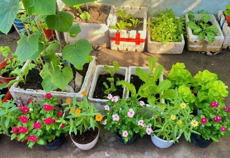 Từ một người không chuyên, Tú bắt đầu đầu tư nghiêm túc khi tận dụng triệt để mọi ngóc ngách, từ hàng rào sắt đến các chai lọ nhựa bỏ đi để làm giàn leo và chỗ trồng cây.