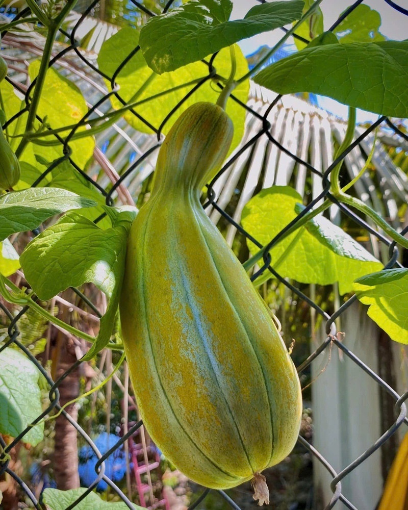 Công việc làm nông giữa lòng phố trọ vốn chẳng hề dễ dàng. Tú phải tự mình khênh từng bao đất, trộn phân mục và dành dụm tiền ăn vặt để mua hạt giống. Anh kiên quyết nói không với thuốc trừ sâu hóa học, thay vào đó là sử dụng hỗn hợp gừng, tỏi, ớt phun định kỳ để xua đuổi côn trùng.