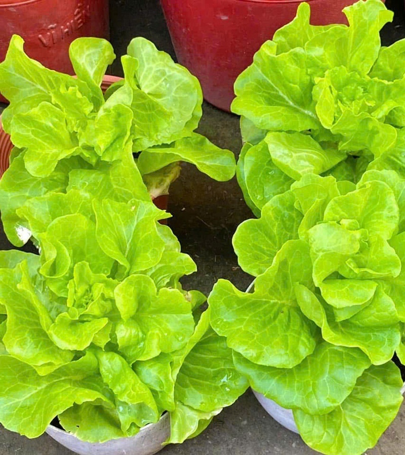 Về dinh dưỡng cho cây, anh ưu tiên dùng phân trùn quế và phân bò để đảm bảo nguồn rau sạch hoàn toàn. Dù có những lúc gặp khó khăn do sâu bệnh hay đất cằn cỗi, Tú vẫn kiên trì lên mạng tìm tòi, học hỏi kinh nghiệm từ các hội nhóm trồng cây.