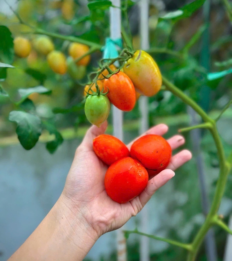 Thành quả sau bao ngày vất vả là một khu vườn trĩu quả với đủ loại từ rau muống, cải ngọt, bầu, bí, mướp đến những loại khó tính như cải kale, ớt chuông, dâu tây hay cả táo và cóc.