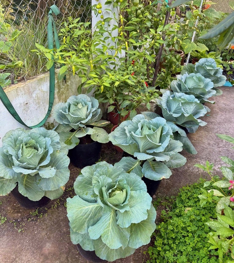 Sau khi xin phép và nhận được sự ủng hộ nhiệt tình từ chủ trọ, Tú bắt đầu hành trình biến sỏi đá thành cơm bằng những cây dưa leo đầu tiên. Anh cần mẫn đi xin thùng xốp, mua đất, trộn phân và tự tay gieo hạt. Cảm giác hạnh phúc khi lần đầu thu hoạch những trái dưa leo mát lành do chính tay mình chăm sóc đã trở thành kỷ niệm không bao giờ quên.