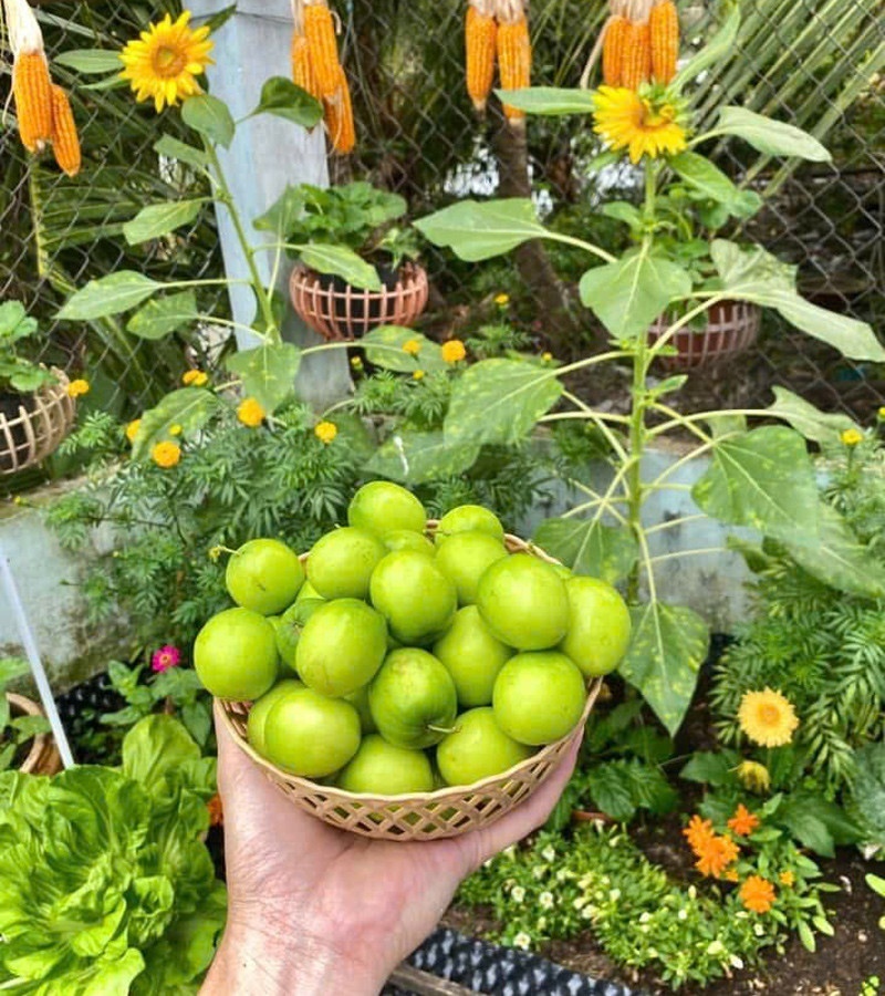 Dưới bàn tay "mát tay" của chàng công nhân, góc sân nhỏ luôn xanh mướt và đầy sức sống. Tuy nhiên, một nỗi buồn vẫn đọng lại khi anh chủ trọ đã qua đời trước khi kịp nhìn thấy giàn bí ra trái như mong đợi, một kỷ niệm khiến Tú mỗi lần nhắc lại đều không khỏi xúc động.