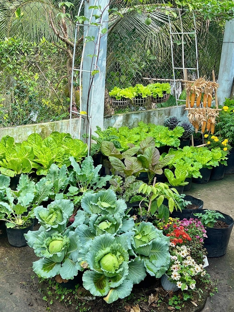 Lạc Dương Thiệu (tên thường gọi là Tú, SN 1995, quê Tiền Giang cũ) là công nhân của một công ty may ở Đồng Tháp. Anh sống tại một dãy trọ gần công ty, có 9 phòng, mỗi phòng khoảng 20m2. Suốt 5 năm qua, nơi đây không chỉ là chỗ che mưa che nắng mà còn trở thành ngôi nhà thứ hai thân thuộc, nơi Tú gửi gắm tình yêu thiên nhiên và niềm đam mê làm vườn của mình.