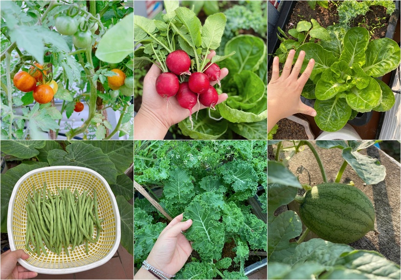 Một trong những bí quyết giúp khu vườn luôn xanh tốt bền vững chính là việc tự sản xuất phân bón hữu cơ từ rác thải nhà bếp. Chị tận dụng vỏ trứng, bã cà phê và rau củ thừa trộn cùng trấu, giấy vụn rồi ủ với men vi sinh. Sau khoảng 1 đến 4 tháng ủ kín và đảo trộn định kỳ, chị đã có nguồn phân bón giàu dinh dưỡng, giúp đất tơi xốp và tăng sức đề kháng cho cây trồng. Phương pháp này không chỉ giúp tiết kiệm chi phí mà còn góp phần bảo vệ môi trường, hạn chế mùi hôi từ rác thải sinh hoạt.