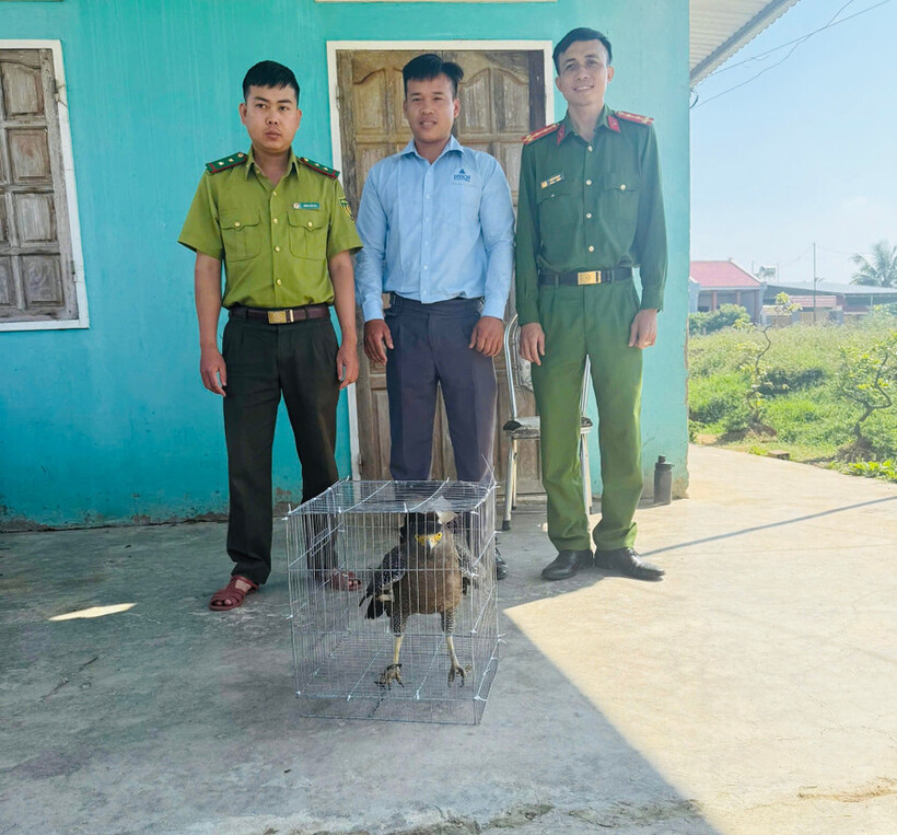 Anh Nguyễn Phúc Nguyên (giữa) giao nộp chim diều hoa Miến Điện cho cơ quan chức năng. Ảnh: Báo Gia Lai