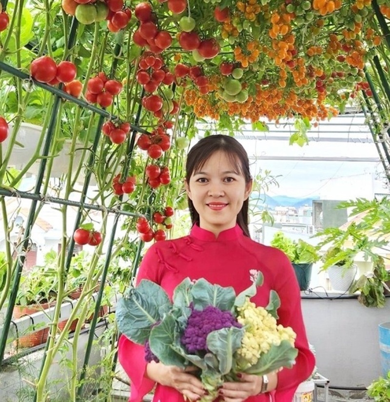Hiện tại, chị Luy đã làm chủ quy trình chăm sóc hoàn toàn hữu cơ. Chị tự ủ phân từ rác thải nhà bếp, bánh dầu, đỗ tương, cám gạo và sử dụng các chế phẩm sinh học như dầu Neem hay dịch tỏi ớt để phòng trừ sâu bệnh. Sự đầu tư bài bản về hệ thống tưới tự động và mái che cũng giúp công việc làm vườn trở nên thuận tiện hơn.